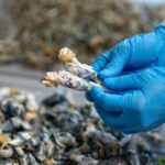 Psilocybin in magic mushrooms shows 5-year depression relief after single dose, study finds