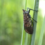 Invasive lanternflies could pose threat to agriculture this summer, experts warn
