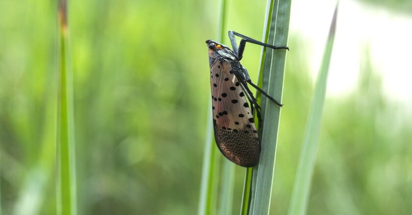 Invasive lanternflies could pose threat to agriculture this summer, experts warn