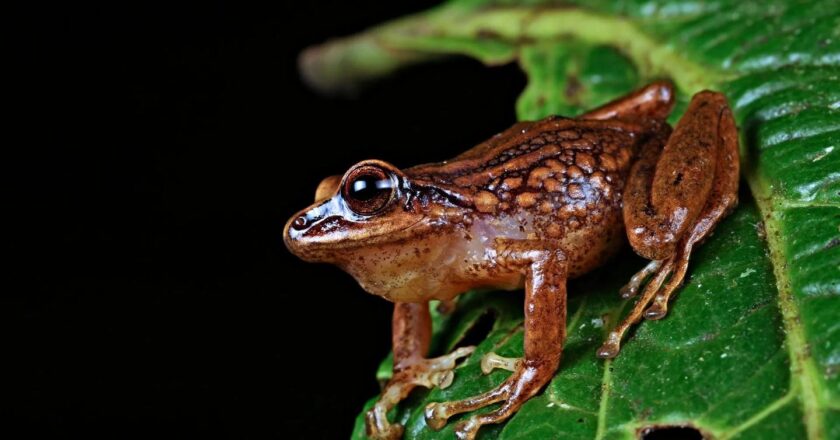 Trois nouvelles espèces de grenouilles découvertes au Pérou