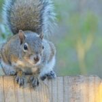 How to banish common garden pests with ‘natural ingredient’