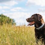 Dog owners who let pets walk in long grass need to do important check