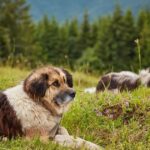 World’s most expensive dog breeds as one costs £16,000 to own