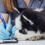 ‘I’m a vet and owners of 5 dog breeds need to be careful this summer’