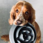 The meaty treat dogs love to eat that’s actually ‘very toxic’