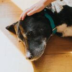 Key sign your dog could be in ‘pain’ that often goes ignored