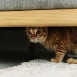 Cat owners should remember the ‘3:3:3 rule’ when bringing home new pets