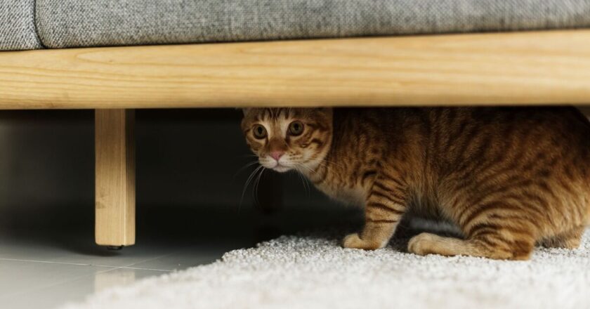 Cat owners should remember the ‘3:3:3 rule’ when bringing home new pets