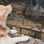 Vet shares vital advice for dog owners who notice panting