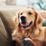 Vet gives key reason you shouldn’t leave your pets loose in the house