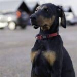Dog trainer says 26 breeds need longest walks and vigorous exercise