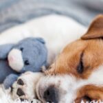 Vet settles debate on whether your dog should sleep in your bed