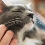 Busy pet owners claim free flea treatment for dogs and cats