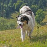 Most expensive dog is rare pet that chooses a ‘favourite’ person