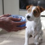 Dog expert names 1 common food you should never feed your pet