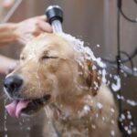 Dog experts settle debate on how often you should wash your pet