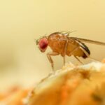 The simple 65p kitchen staple to keep flies away from your home