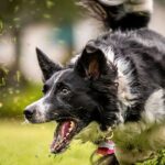 Vet settles debate on whether you should throw a ball for your dog