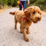 Vet settles debate on what time of day is best to walk your dog