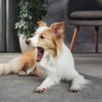 Pet expert warns 1 common household item is ‘poisoning’ dogs