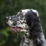 One in four dog owners can’t identify signs of dental issues in their pets