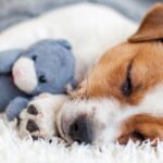 Dog trainer says three mistakes stop your pet sleeping at night
