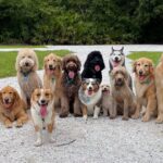 Canine behaviourist names ‘best dog breed’ that’s ‘easy to train’