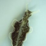 Comment une limace de mer « vole » la chlorophylle d’une algue pour y puiser de l’énergie