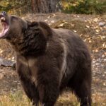Couple survives grizzly attack by using bear spray