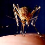 West Nile virus found in mosquitoes across multiple counties in two US cities