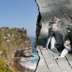 Bali monkeys reportedly steal tourists’ valuables in exchange for food rewards