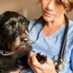 Seven subtle signs that could mean your dog is actually in pain