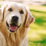 Vet settles debate on which dog breeds are best behaved