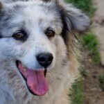 Dog dumped on street spends 260 days waiting in kennels | UK | News