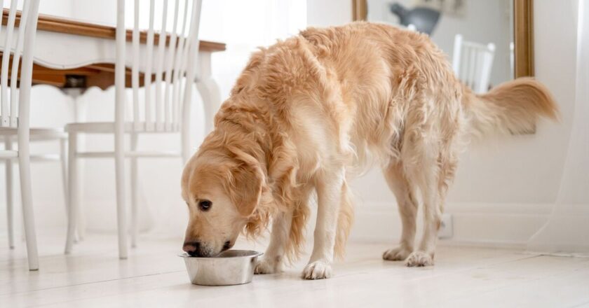 Vet shares exactly how often you should feed your dog at every age