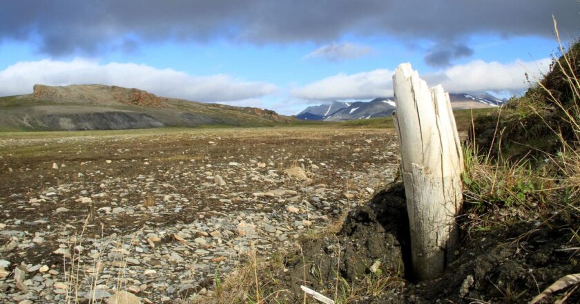 Des microbes de mammouths révélés par la paléogénomique