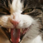 Décédée, une vieille dame japonaise est dévorée jusqu’aux os par ses chats