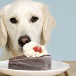 Experts name the 9 foods your dog should never eat