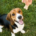 Dog trainer reveals the 3 treats he would ‘never’ give his dog