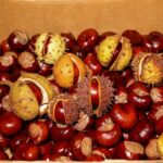 Vet warns against dangers of common autumn fruit to cats and dogs