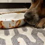 Vet experts say dogs should never eat scraps with 1 ingredient