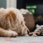 Pet owners advised to check household items to prevent health risks