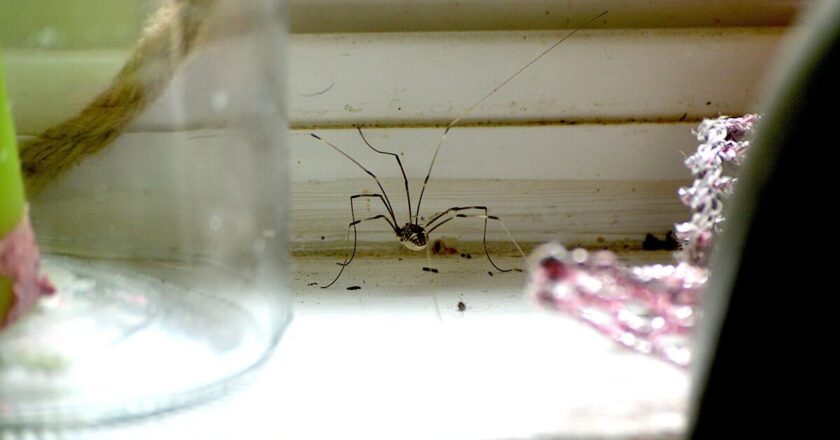 Spiders flee thanks to &lsquo;two-ingredient&rsquo; spray which smells amazing