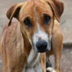 Abandoned dog was run over several times but ‘angel’ saved her