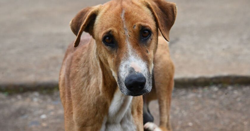 Abandoned dog was run over several times but &lsquo;angel&rsquo; saved her