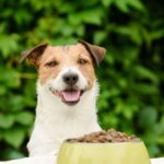 Vet settles debate on whether you should give your dog dry or wet food