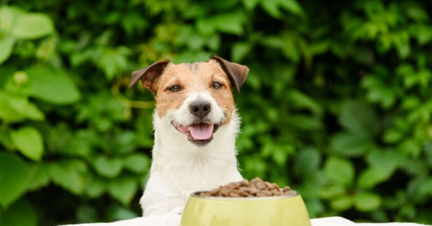Vet settles debate on whether you should give your dog dry or wet food