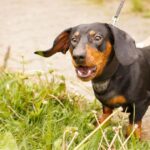 ‘I’m a vet, here’s why your dog might bark more at the moment’