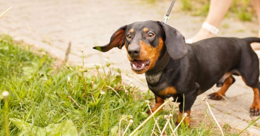 &lsquo;I&rsquo;m a vet, here&rsquo;s why your dog might bark more at the moment&rsquo;