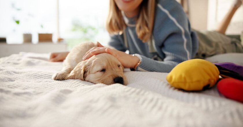 Dogs can tell you really love them due to tear-jerking signal